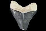 Serrated, Fossil Megalodon Tooth - Florida #108412-1
